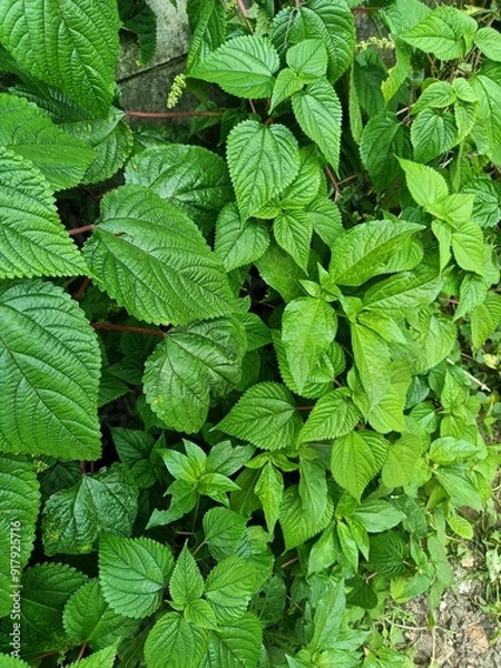 Fototapeta Tragia involucrata, the Indian stinging nettle, is a species of plant in the family Euphorbiaceae. It is the most used species of Tragia in ethnomedicinal and ethnopharmacological applications.