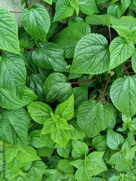 Fototapeta Tragia involucrata, the Indian stinging nettle, is a species of plant in the family Euphorbiaceae. It is the most used species of Tragia in ethnomedicinal and ethnopharmacological applications.