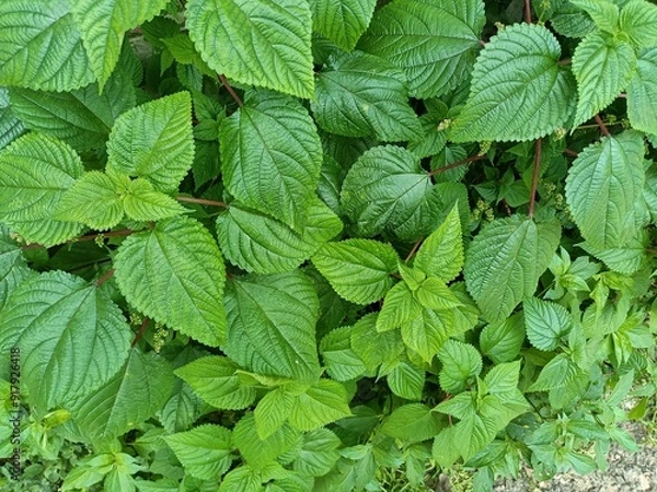 Fototapeta Tragia involucrata, the Indian stinging nettle, is a species of plant in the family Euphorbiaceae. It is the most used species of Tragia in ethnomedicinal and ethnopharmacological applications.