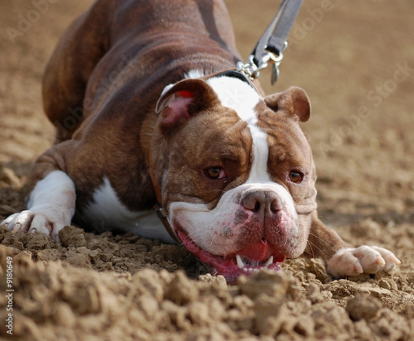 Obraz Bulldogge