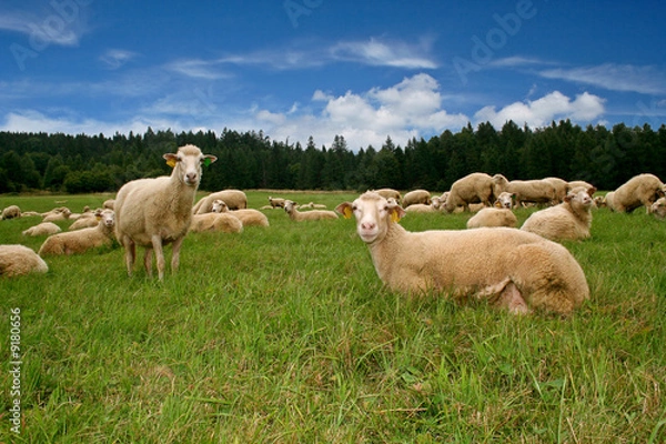 Fototapeta Friendly sheep