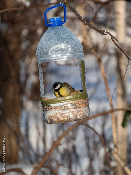 Fototapeta The Great tit (Parus major) visiting bird feeder made from reused plastic bottle full with grains in winter. DIY plastic bird feeder bottle hanging in the tree