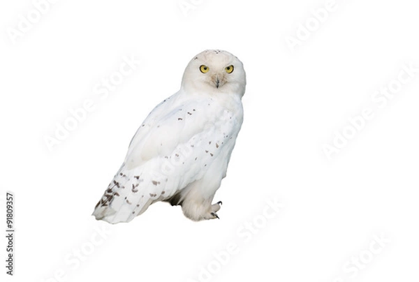 Fototapeta biała sowa