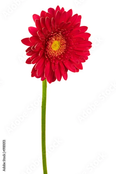 Fototapeta Beautiful brightly red flower on a white background