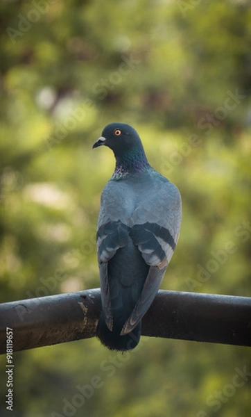 Obraz Indian pigeon sitting in balcony on a sunny day