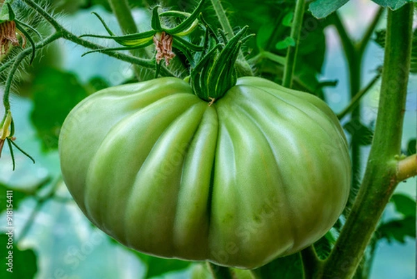 Fototapeta vegetable garden tomatoes