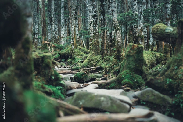 Obraz 北八ヶ岳 白駒の森 苔