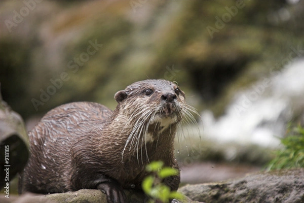 Obraz wet otter