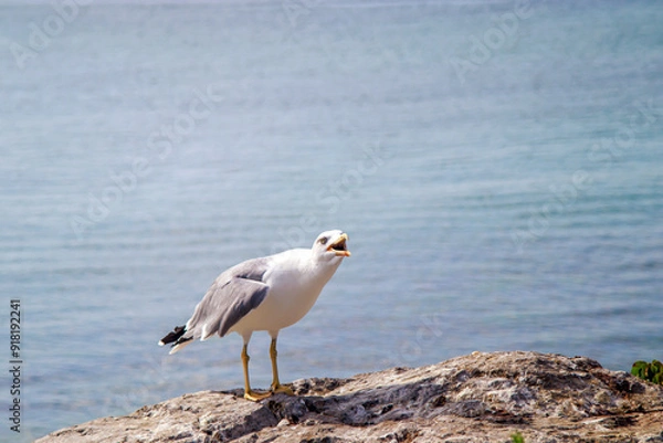 Obraz screaming seagull on the rock in the seaside