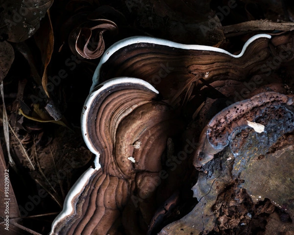 Fototapeta Ganoderma applanatum