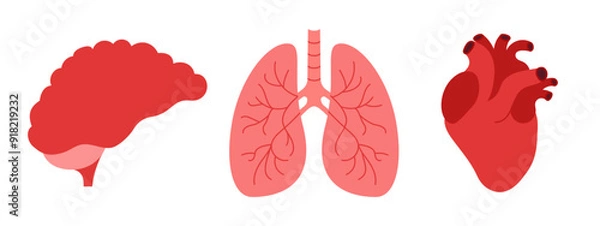 Fototapeta Set of human internal organs flat icons. Brain, heart and lungs on white background. Neurology, pulmonology and cardiology concept. Vector illustration