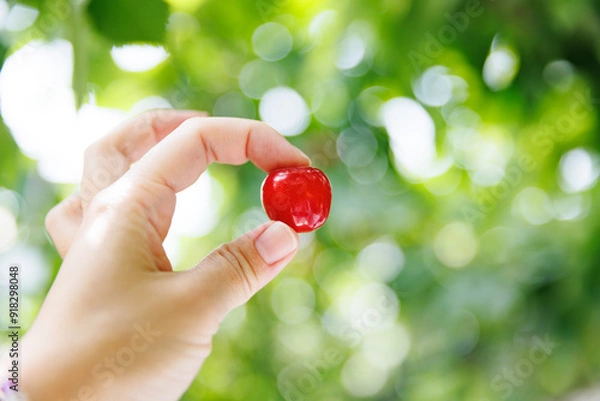 Obraz 手に持ったさくらんぼ