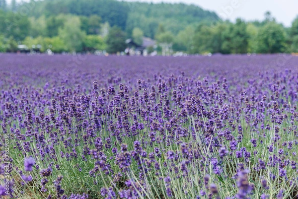 Obraz ラベンダー畑