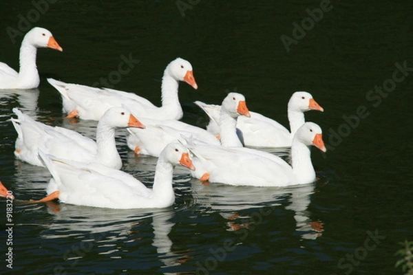 Obraz Schwimmende Gänse