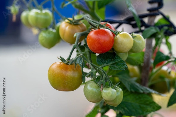 Obraz tomatoes on the vine