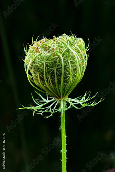 Obraz A Wild Carrot