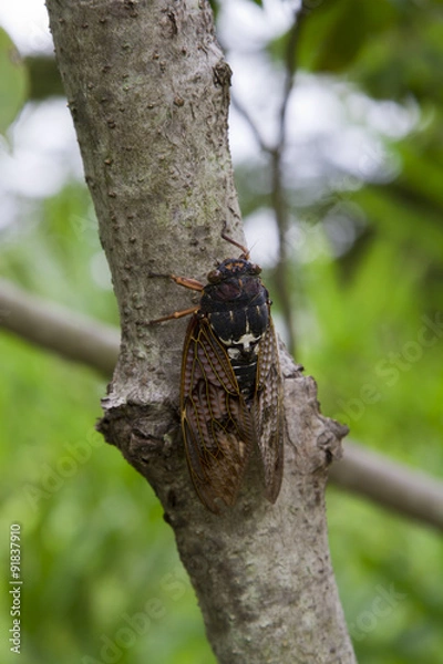 Fototapeta アブラゼミ