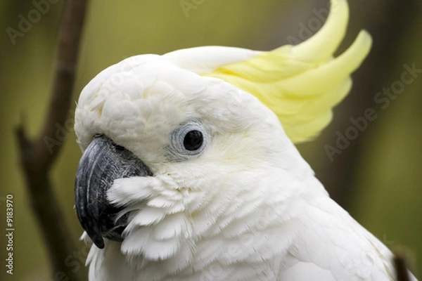 Obraz sulfur crested cockatoo