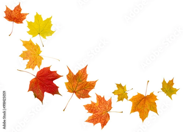 Fototapeta maple autumn leaves on white isolated background