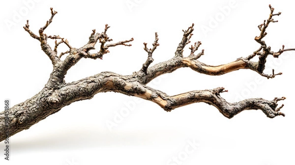 Fototapeta Unique Driftwood Piece with Intricate Hole Patterns Isolated on White