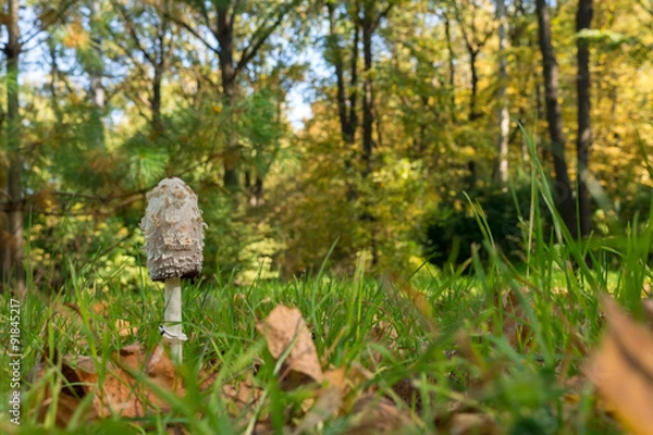 Fototapeta The photo depicts a mushroom