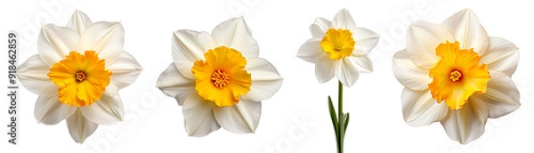 Fototapeta Collection of White and yellow daffodil flowers isolated on transparent background