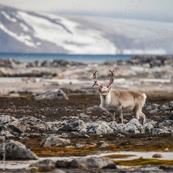 Obraz Svalbard Reindeer