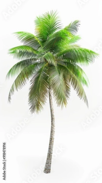 Fototapeta Lush palm tree isolated on a white background