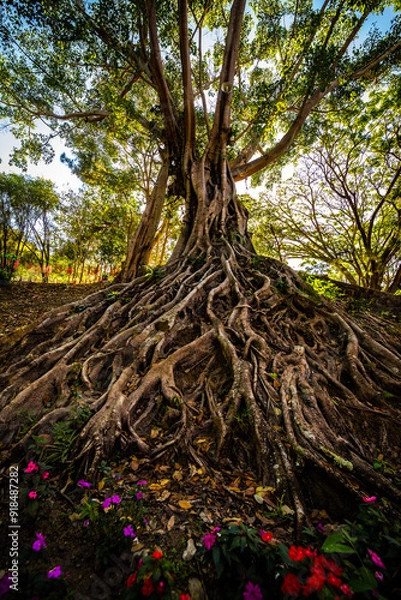 Fototapeta Ancient tree with roots from the ground in a tropical park