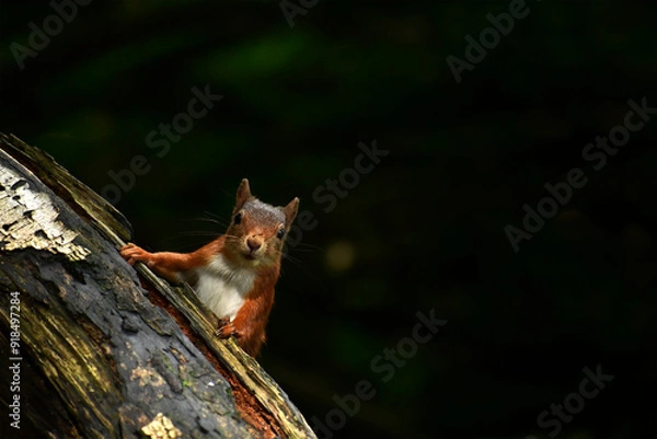 Fototapeta red fox in a tree