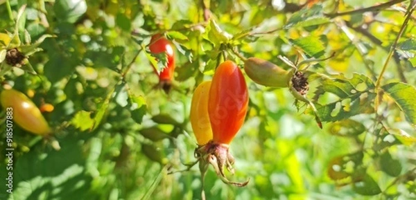 Obraz Rose hips (Rosa moyesi 'Geranium')
