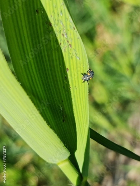 Obraz Coccinella septempunctata, ladybug 
