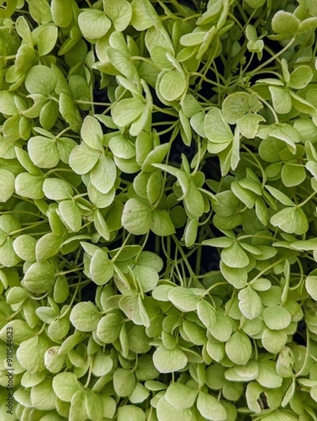 Fototapeta Hintergrund - Hortensienblüten in grün und weiß 