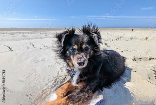Obraz Hund relaxt am Sandstrand 