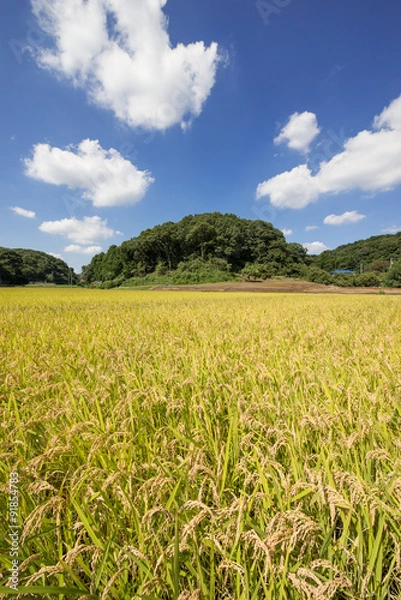 Obraz 黄金色の田圃