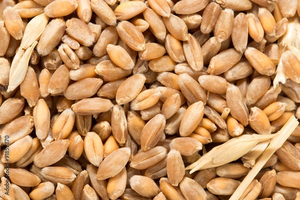 Obraz Wheat grain as background