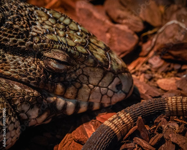 Obraz lizard on a tree