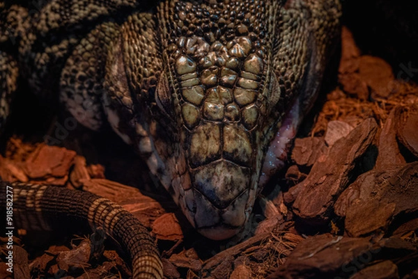 Obraz iguana on tree