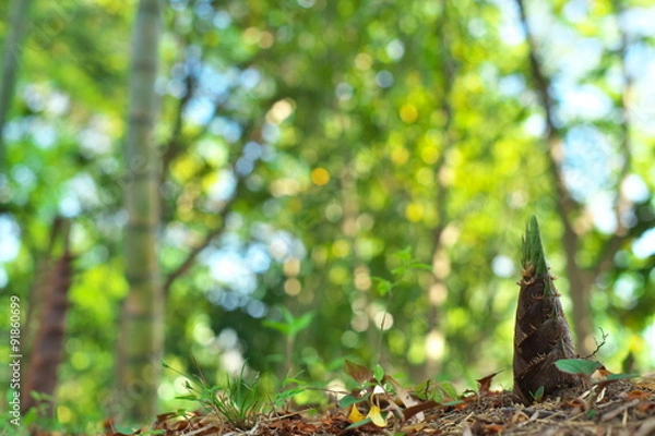 Fototapeta タケノコと竹林