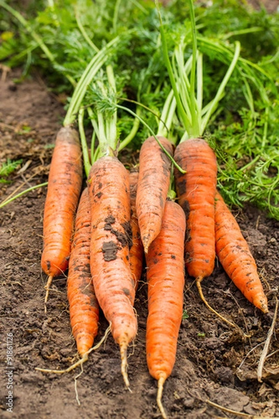Obraz Carrot on the ground. outdoor
