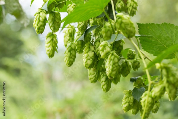 Obraz Green hops
