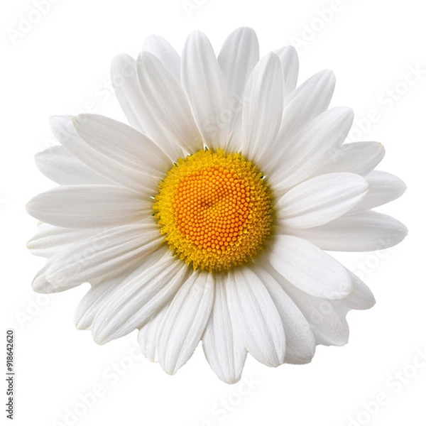 Fototapeta Daisy, isolated on white background