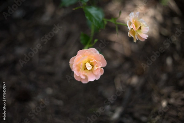 Obraz Bloom of a rose bush