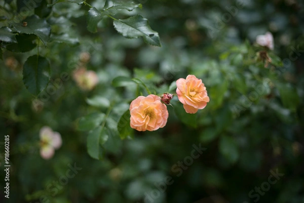 Obraz pale colored rose in the garden