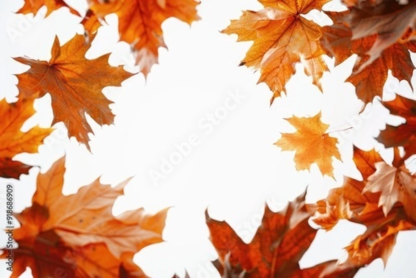 Obraz A collection of leaves arranged in a circle against a bright white sky