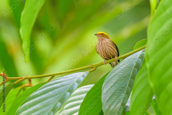 Fototapeta Fiery-capped Manakin, Machaeropterus pyrocephalus