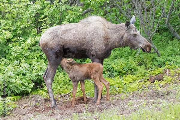 Obraz moose feeding baby in the woods