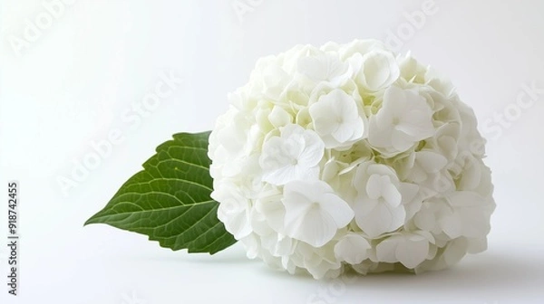 Fototapeta かわいい白いアジサイの花