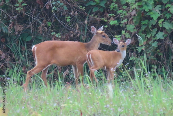 Fototapeta Common barking deer, Red muntjac