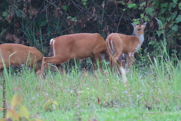Fototapeta Common barking deer, Red muntjac